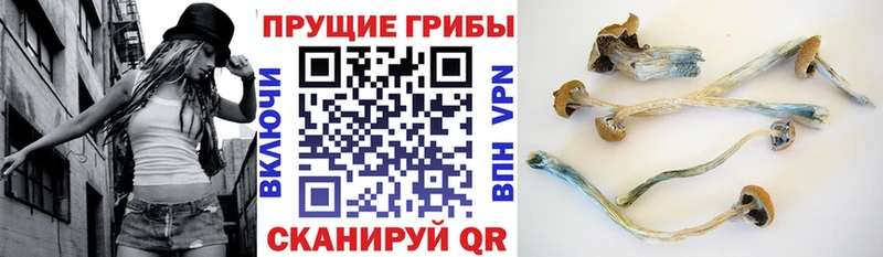 Псилоцибиновые грибы прущие грибы Жердевка